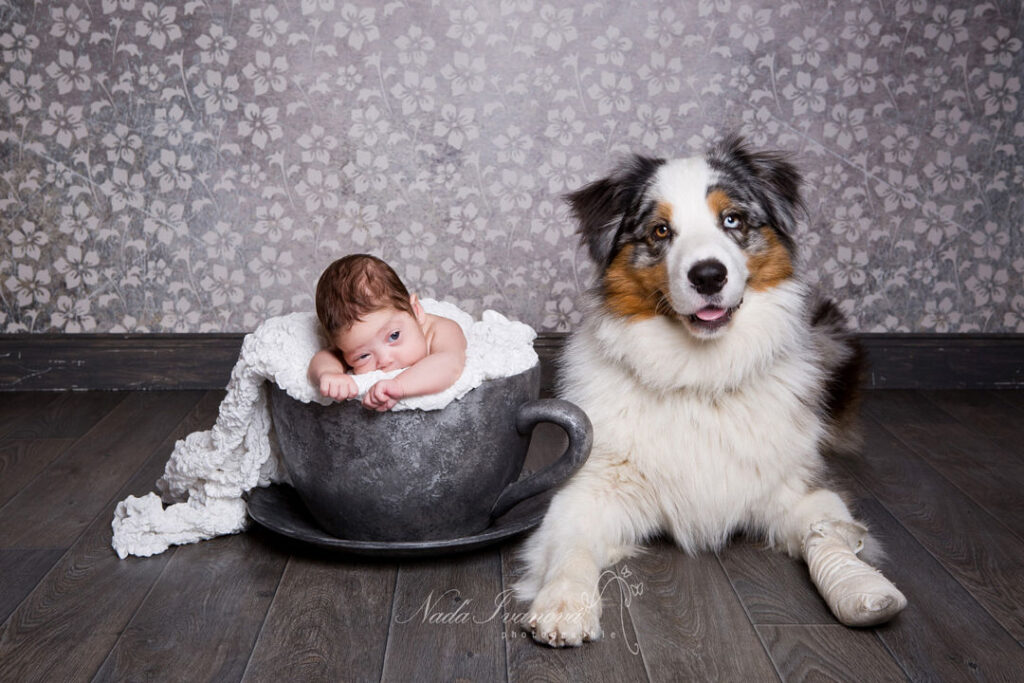 Un adorable nouveau-né blotti dans une grande tasse grise regarde sereinement l'objectif, aux côtés d'un sympathique chiot berger australien chaussé de minuscules bottines blanches. La scène se déroule sur un doux fond floral gris.