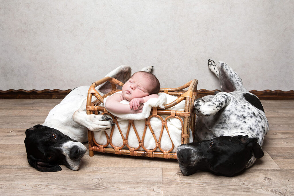 Un nouveau-né dort profondément dans un panier en osier, blotti entre deux pointers anglais allongés sur un parquet clair. L'un des chiens est à dominante blanche, l'autre noir et blanc, tous deux contemplant le nourrisson avec amour. La scène évoque une sensation de chaleur et de douce protection.