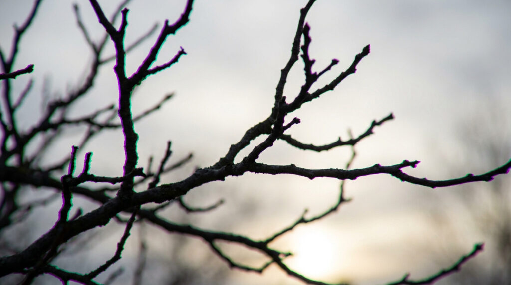 Branches d'arbre sombres sur ciel clair avec des franges colorées visibles sur les bords dues à l'aberration chromatique.
